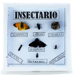 [INSEC-1] INSECTARIO PEQUEÑO 